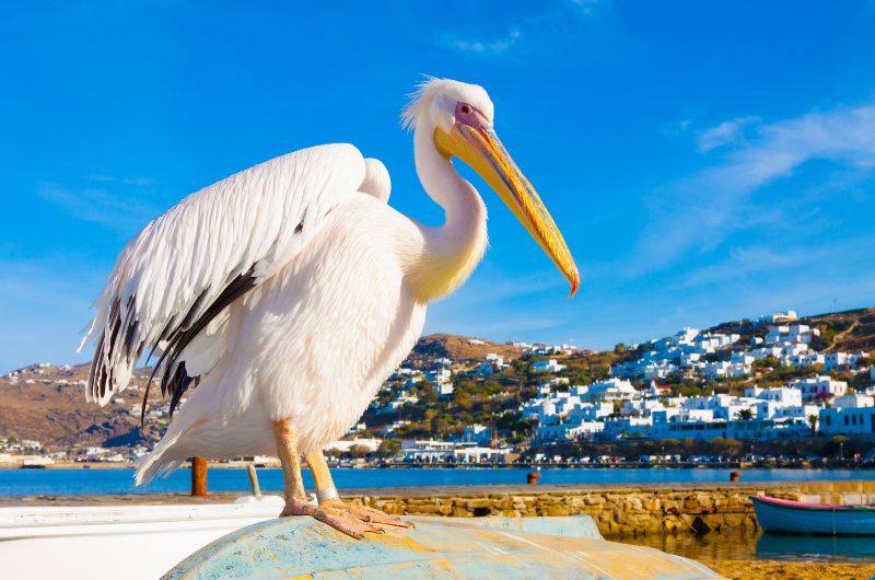 Petros the Famous Pelican of Mykonos – Mykonos Travel Guide Petros the Famous Pelican of Mykonos – Mykonos Travel Guide